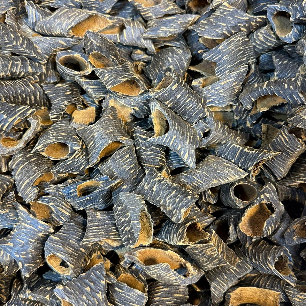 قواقع فيتنامي